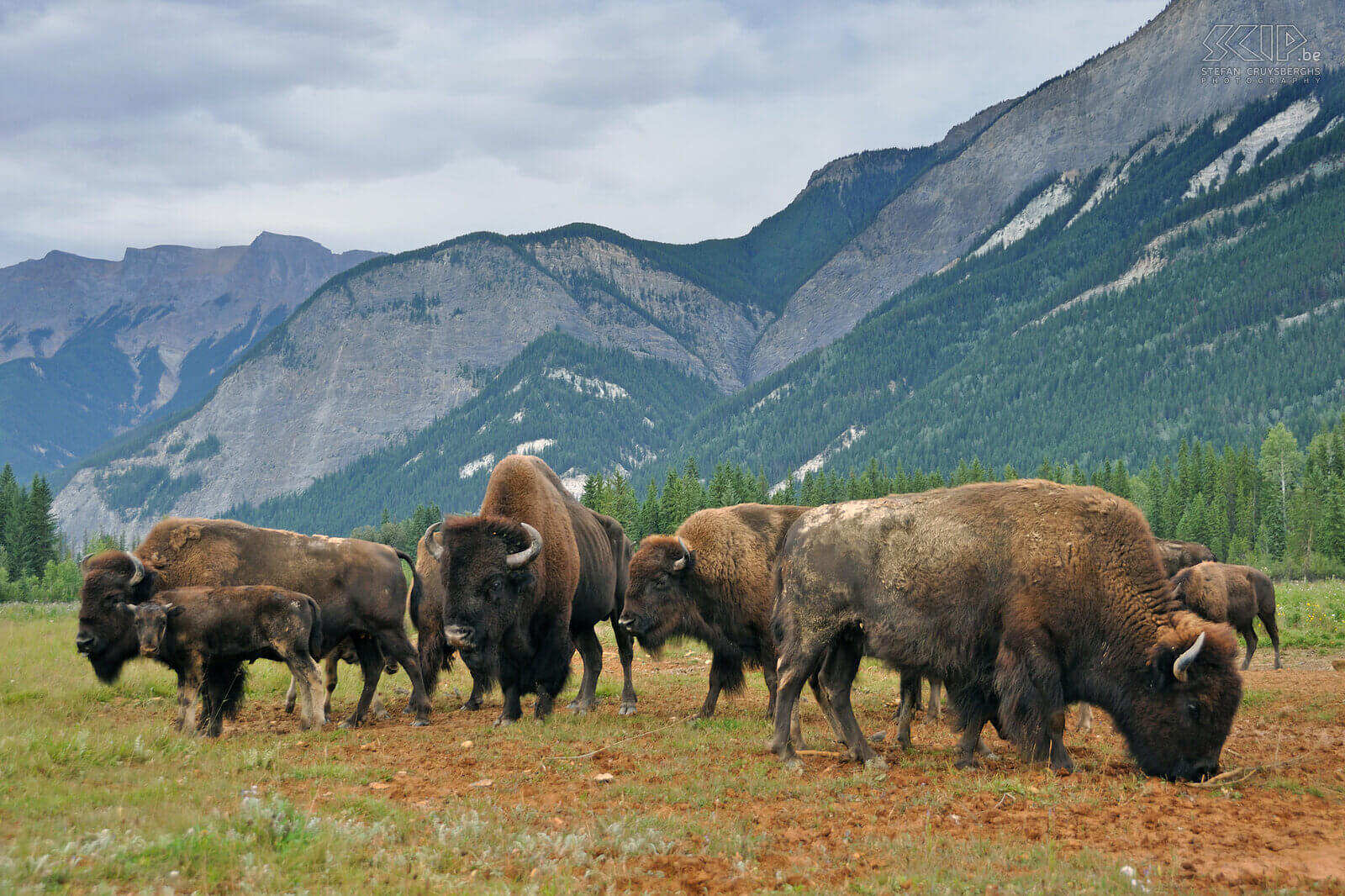 Golden - Bisons Bisons in the Rocky Mountain Buffalo Ranch in Blaeberry in Golden. Stefan Cruysberghs